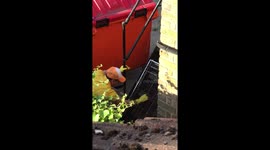 Papa johns health and safety and hygiene taken seriously again