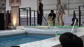 Dog diving diva: Smart Jack Russell dodges effort in event unlike Corgi competitors