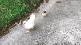 Cute duck family walking