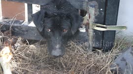 Love-struck dog gets stuck in metal gate while trying to reach female pet inside home