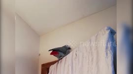 Parrot sums up those protesting against the US president by shouting 