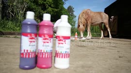 Pony Picasso: Art student teaches pony to paint to help her gallop to the top