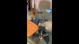 Parrot teaches curious kitten unknown skill