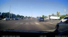 geese crossing road almosts get run over
