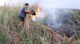 Heroic Thai teenagers save wild turtle from brushfire