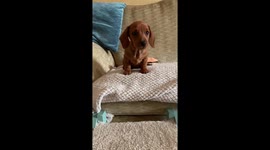 Adorable puppy is too scared to climb down her tiny steps
