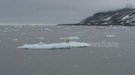 Polar bear left stranded on small iceberg near Svalbard