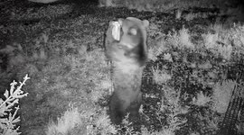 Photographer shows off bear's towering height compared to a man using post