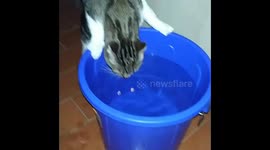 Thirsty cat slumbering to a bucket full of water