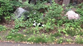 Five adorable baby skunks running clumsily  along side a busy bike path