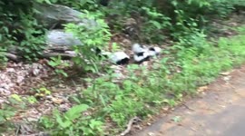 Five cutest ever baby skunks running clumsily along side a busy bike path