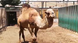 Camel Turned Hot by visitors attention