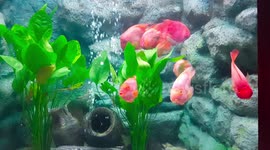 A beautiful colorful aquarium in Thailand.