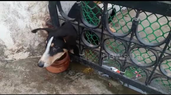 Indian firemen rescue puppy with head stuck in iron gate - Buy, Sell or ...