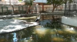 Female White Pelican In Zoo Looking For Love