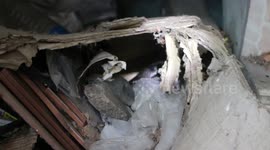 Cobra Rescued After Getting Stuck In Old Light