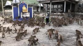 Lunch line: Barrel of monkeys storm woman for food in Thailand
