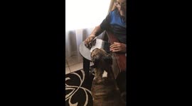 Puppy wants attention and whines for it