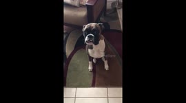 Puppy turns the house upside down