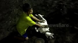 a child is doing chest suppressing help to his dog who pretends to faint from playing tired