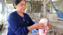 Piglet born with conjoined twin battles to survive after brother dies