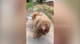Heartwarming moment neglected pooch with dreadlocked fur receives a haircut