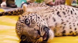 Moment when leopard cub returns to the wild after miraculous paralysis recovery