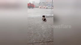Content puppy chills out watching rainfall in China's Guangdong