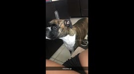 Puppy tells a while story