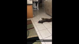 Boxer dog is hilariously exhausted