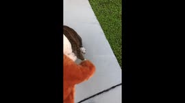 Puppy gets a toy dog to play with