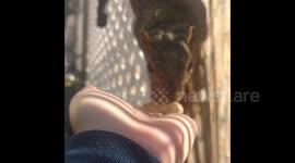 I've been trying to get this squirrel to trust me for months, but my dog is jealous