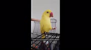 temp