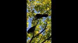 Ravens Devouring a Chipmunk