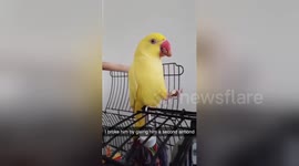Newsflare Edit - Bird.exe has stopped responding: parrot is utterly shook by second treat in New Zealand