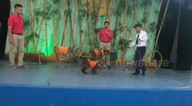 Smart dogs perform excellent circus! Dogs perform with circles