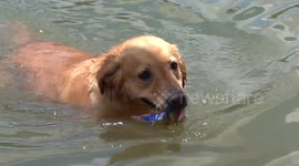 Golden retriever helps to collect rubbish floating in Thai river