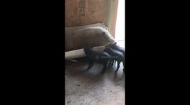 Daddy pig gives swimming lessons to piglet babies