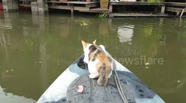 Cat Jumps From Kayak To Go Swimming