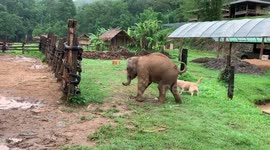 Clumsy baby elephant chases barking dog only to slip over and run away