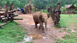 Clumsy baby elephant chases barking dog only to slip over and run away