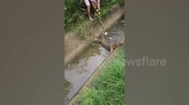 Caring vet adopts monitor lizard who was attacked and dumped in ditch by Thai factory workers