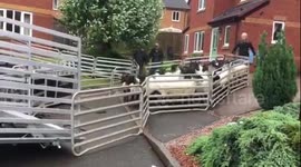 Quiet UK cul-de-sac invaded by flock of 30 runaway sheep