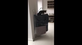 Cat falls off clothes rail