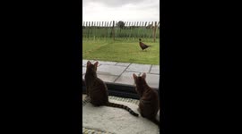 Cats watching a pheasant