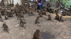 Hundreds Of Monkeys Wait For Food