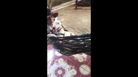 Bull Terrier Chills In Hammock With Owner