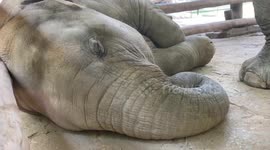 Baby Elephant Snores While Napping