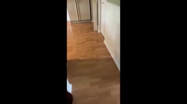 Dog terrified of floor