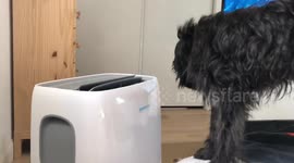 Dog deals with Los Angeles heatwave